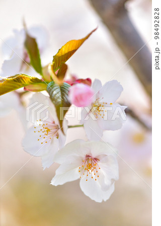《京都市》世界遺産仁和寺に咲く満開の御室桜 98492828