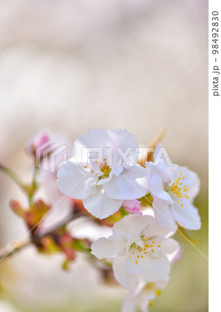 《京都市》世界遺産仁和寺に咲く満開の御室桜 98492830