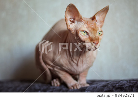 Canadian Sphynx cat on a brown background. Sitting on the couch and looking out the window. Canadian Sphynx cat on a brown background. Sitting on the couch and looking out the window. 98492871