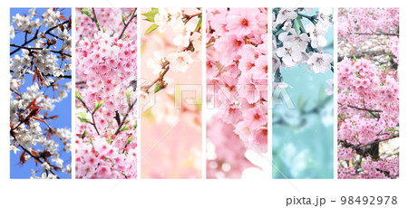 Set of vertical banner with sakura flowers of white and pink colors. Collection of beautiful nature spring background with a branch of blooming sakura 98492978