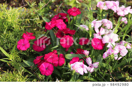 Spring sunny background with carnation (Dianthus caryophyllus) flower. Horizontal backdrop with clove pink and white flowers 98492980