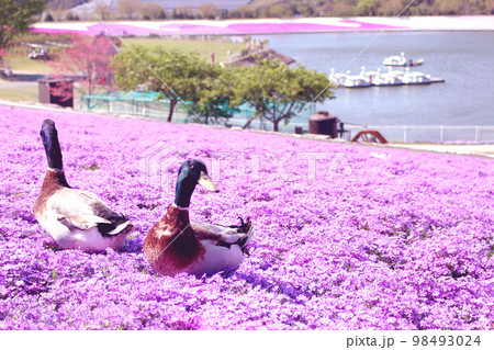 芝桜と2羽の鴨がいる風景 98493024