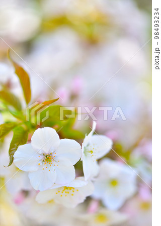 《京都市》世界遺産仁和寺に咲く満開の御室桜 《京都市》世界遺産仁和寺に咲く満開の御室桜 98493234