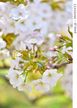 《京都市》世界遺産仁和寺に咲く満開の御室桜 《京都市》世界遺産仁和寺に咲く満開の御室桜 98493455