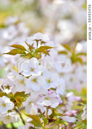 《京都市》世界遺産仁和寺に咲く満開の御室桜 《京都市》世界遺産仁和寺に咲く満開の御室桜 98493456