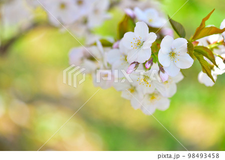 《京都市》世界遺産仁和寺に咲く満開の御室桜 《京都市》世界遺産仁和寺に咲く満開の御室桜 98493458
