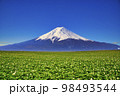 ジャガイモ畑と富士山合成 98493544