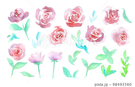 水彩画。水彩タッチの薔薇イラスト。薔薇のベクターイラスト。 98493560
