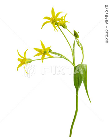 Closeup of yellow Gagea lutea flowers, bud and leaves isolated. Profile view. Closeup of yellow Gagea lutea flowers, bud and leaves isolated. Profile view. 98493570