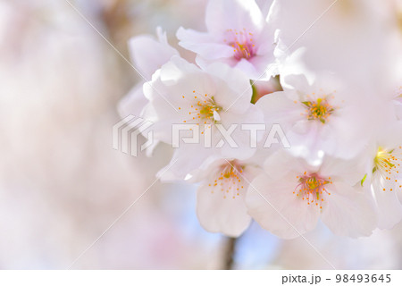 《京都市》世界遺産仁和寺に咲く満開の御室桜 《京都市》世界遺産仁和寺に咲く満開の御室桜 98493645