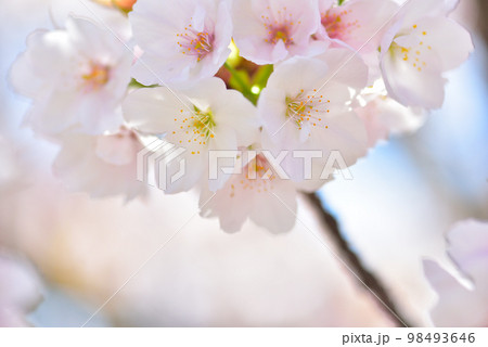 《京都市》世界遺産仁和寺に咲く満開の御室桜 98493646