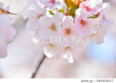 《京都市》世界遺産仁和寺に咲く満開の御室桜 《京都市》世界遺産仁和寺に咲く満開の御室桜 98493647