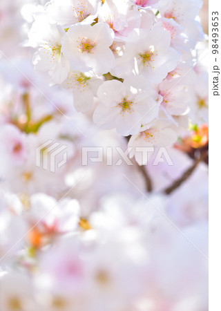 《京都市》世界遺産仁和寺に咲く満開の御室桜 《京都市》世界遺産仁和寺に咲く満開の御室桜 98493653
