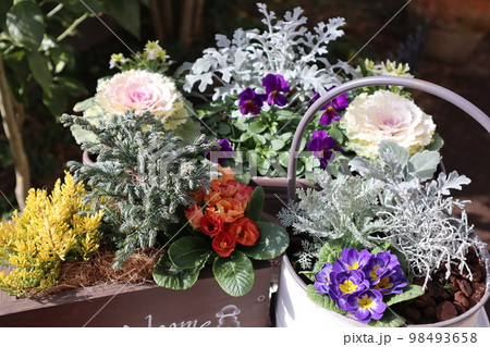 花の寄せ植え&花の寄せ鉢 花の寄せ植え&花の寄せ鉢 98493658