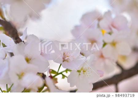 《京都市》世界遺産仁和寺に咲く満開の御室桜 98493719