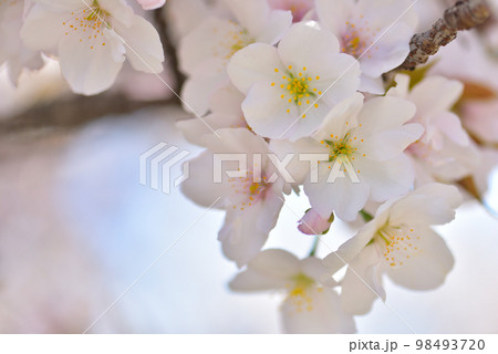 《京都市》世界遺産仁和寺に咲く満開の御室桜 《京都市》世界遺産仁和寺に咲く満開の御室桜 98493720