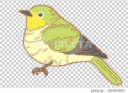 メジロのイラスト素材 98493863