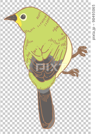 日本白眼的插圖素材 日本白眼的插圖素材 98493865