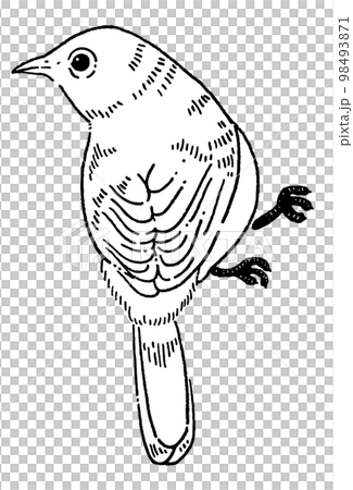 Line drawing illustration material of a small bird Line drawing illustration material of a small bird 98493871