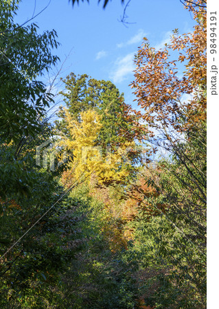 晩秋を歩く 仙台市北山 98494191