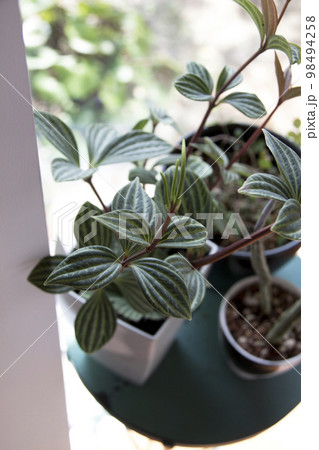 窓際のペペロミア ミニ観葉植物 窓際のペペロミア ミニ観葉植物 98494258