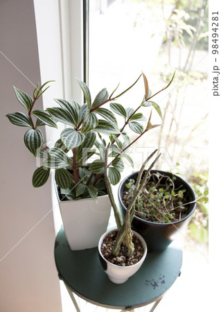 窓際のペペロミア ミニ観葉植物 窓際のペペロミア ミニ観葉植物 98494281