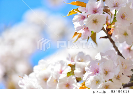 《京都市》世界遺産仁和寺に咲く満開の御室桜 《京都市》世界遺産仁和寺に咲く満開の御室桜 98494313