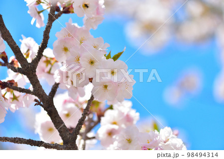 《京都市》世界遺産仁和寺に咲く満開の御室桜 《京都市》世界遺産仁和寺に咲く満開の御室桜 98494314