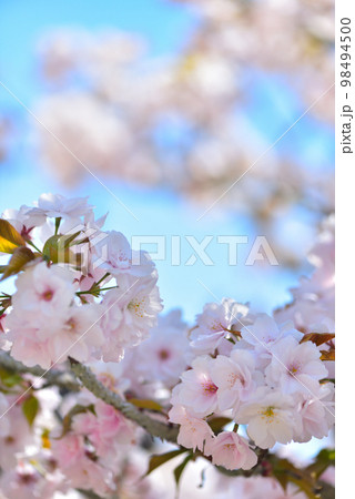 《京都市》世界遺産仁和寺に咲く満開の御室桜 《京都市》世界遺産仁和寺に咲く満開の御室桜 98494500