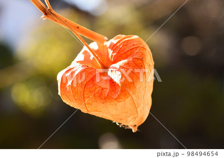 鬼灯 ほおずき 鬼灯 ほおずき 98494654