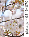 《京都市》世界遺産仁和寺に咲く満開の御室桜 98494870