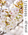 《京都市》世界遺産仁和寺に咲く満開の御室桜 98494871