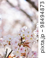 《京都市》世界遺産仁和寺に咲く満開の御室桜 98494873