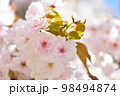 《京都市》世界遺産仁和寺に咲く満開の御室桜 98494874