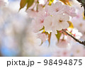 《京都市》世界遺産仁和寺に咲く満開の御室桜 98494875