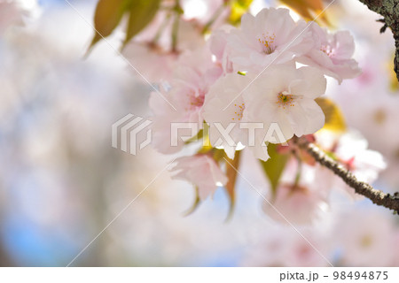 《京都市》世界遺産仁和寺に咲く満開の御室桜 《京都市》世界遺産仁和寺に咲く満開の御室桜 98494875
