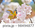 《京都市》世界遺産仁和寺に咲く満開の御室桜 98494877