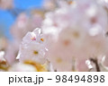 《京都市》世界遺産仁和寺に咲く満開の御室桜 98494898