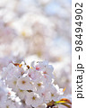 《京都市》世界遺産仁和寺に咲く満開の御室桜 98494902