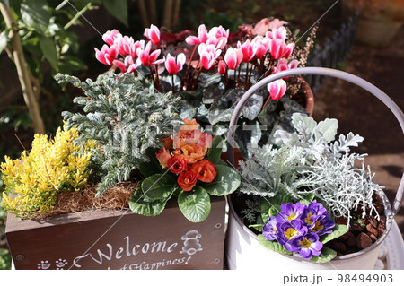 花の寄せ植え&花の寄せ鉢 花の寄せ植え&花の寄せ鉢 98494903