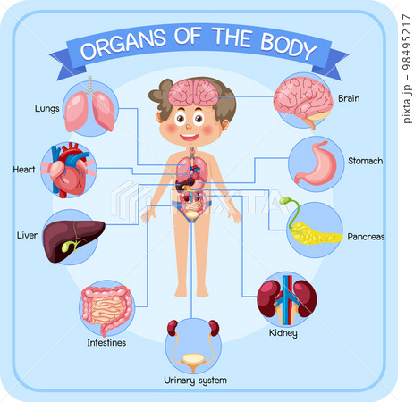 human body clipart for kids