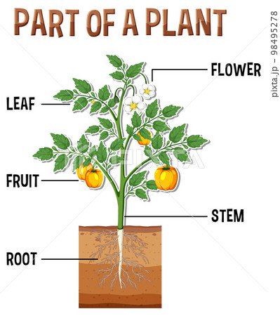 Parts Of Plant Diagram | EdrawMax Templates