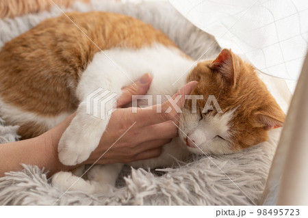 猫を撫でる　茶トラ白 98495723