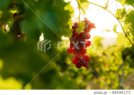 Bunch of black grape growing in the vineyard Bunch of black grape growing in the vineyard 98496175