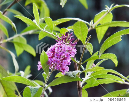 フサフジウツギの花 98496866