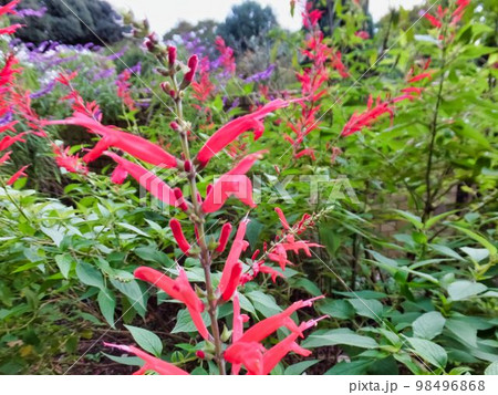 パイナップルセージの花 98496868