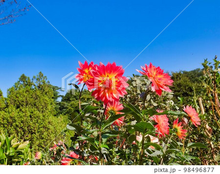 ダリアの花 98496877