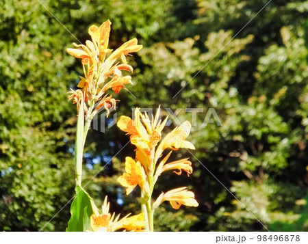 ダンドクの花 98496878