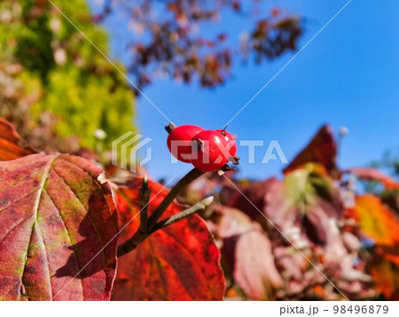 ハナミズキの実と紅葉 ハナミズキの実と紅葉 98496879