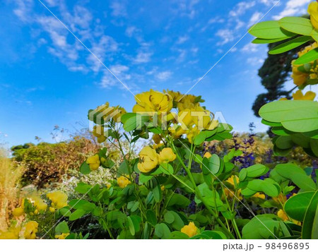 カシアコリンボーサの花 98496895